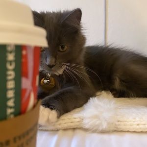 Meet your Posher, Elyse